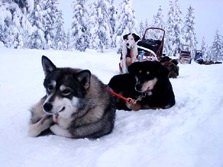 Nordeuropa, Finnland, Schweden, Lappland-Expeditionen - Ein Hund bei der Rast