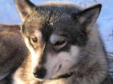 Nordeuropa, Finnland, Schweden, Lappland-Expeditionen - Hunde-Portrait