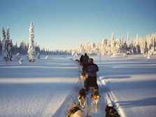 Nordeuropa, Finnland, Schweden, Lappland-Expeditionen - Mit dem Hundeschlitten durch das verschneite Lappland