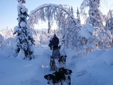 Nordeuropa, Finnland, Schweden, Lappland-Expeditionen - Der Weg mit dem Hundeschlitten führt auch mal querfeldein