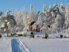 Nordeuropa, Finnland, Schweden, Lappland-Expeditionen - Rastplatz an verschneiter Waldgrenze