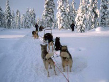 Nordeuropa, Finnland, Schweden, Lappland-Expeditionen - Unterwegs auf einem Hundeschlitten